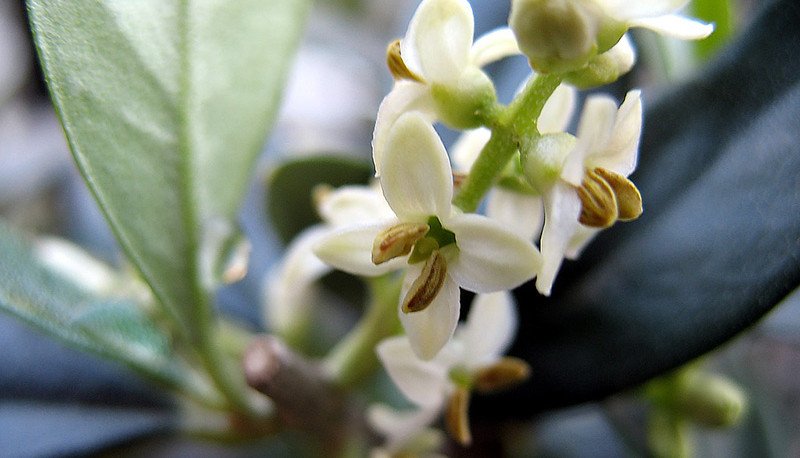 fiori di bach olive